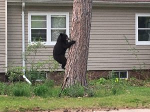 Wisconsin black bear